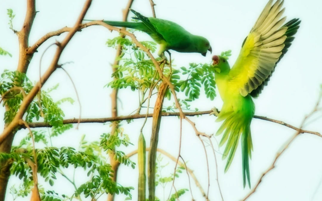 Birds of a Feather or Opposites Attract
